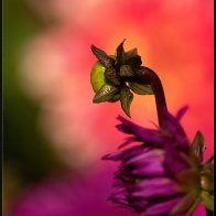 new flower halved..jpg