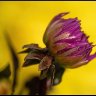 purple and yellow.
