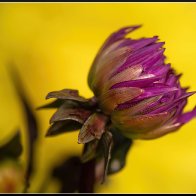 Purple and yellow 3 halved..jpg