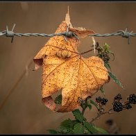 Autumn on the fence..jpg