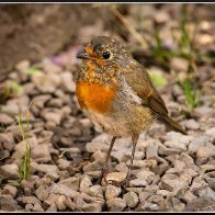 Fledgling robin halved..jpg