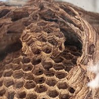 Insight Into The Honeycomb.jpg