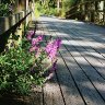 Footbridge Flowers