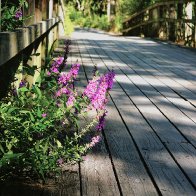 Bridge PMPsz180.JPG