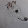 whippet drawing