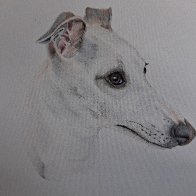 whippet drawing.jpg
