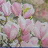 Magnolias