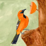 Olliver Oriole.jpg