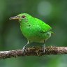 Female Green Honeycreeper 