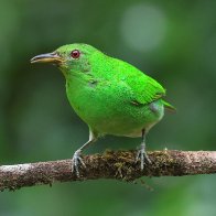 Green Honeycreeper Female.JPG