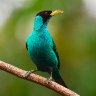Male Green Honeycreeper 
