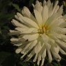 IMG_0447