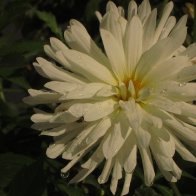 IMG_0447.JPG
