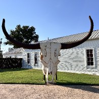 Longhorn Skull Sculpture by Joe Barrington in Albany, TX.JPG