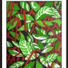 ACALYPHA HISPIDA - ABSTRACT - DERWENT INKTENSE