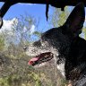 happy dog