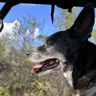 happy dog.JPG