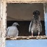 Behave, Neighbours Are Watching!