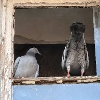 Behave, Neighbours Are Watching!.jpg