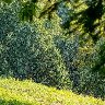 I Dare You With This Green Challenge