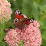 Peacock butterfly (Aglais io) and Bee 2025/2