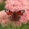 Peacock butterfly (Aglais io) 2025/1