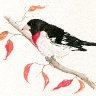 Rose-breasted Grosbeak