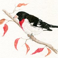 rosebreastedGrosbeak.jpg