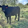 cow #73