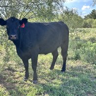 cow #73.JPG