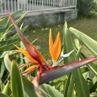 IMG_0486.jpeg