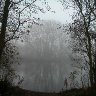 Fog - West Stow Country Park