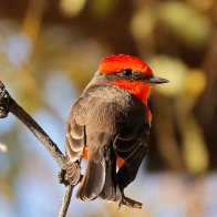 Vermillion Flycatcher male 5x4.jpg