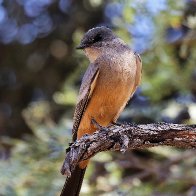 Vermillion Flycatcher female 5x4.jpg