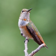 Roufous Hummingbird 5x4.jpg
