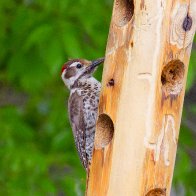 Arizona Woodpecker.jpg
