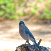 Mountain Jay.jpg