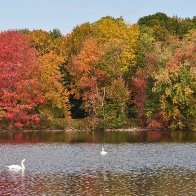 Newburgh, NY 2022 fall colors swans.jpg