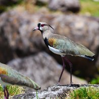 lapwing copy.JPG