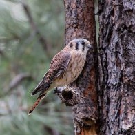 American Kestral.jpg