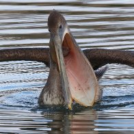 Brown Pelican.jpg