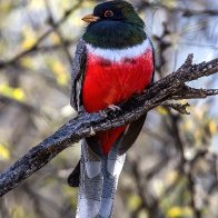 Elegant Trogon male.jpg