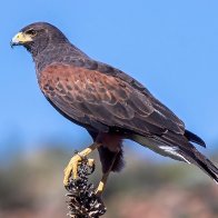 Harris' Hawk.jpg