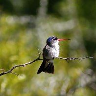 Violet-crowned Broadbill Hybrid hummingbird.jpg