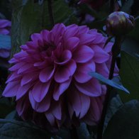IMG_0598.JPG