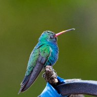 Broad-billed Hummingbird.jpg
