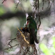 Broad-billed on nest.JPG
