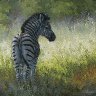 Zebra Foal