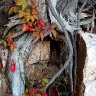 Fairy House