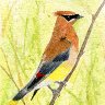 Cedar Waxwing